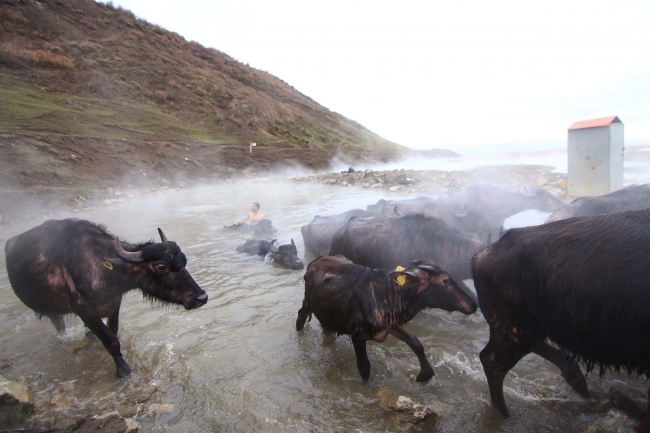 Budaklı kaplıcasında, yazın turistler, kışın manda ve atlar keyif yapıyor